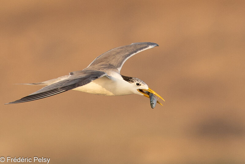 Greater Crested Tern, Flight