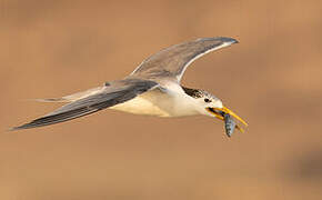 Greater Crested Tern