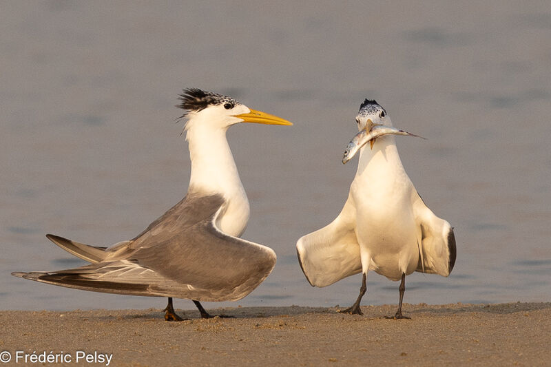 Greater Crested Ternadult