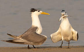 Greater Crested Tern