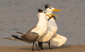 Greater Crested Tern