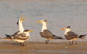 Greater Crested Tern