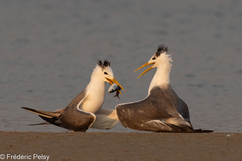 Greater Crested Ternadult