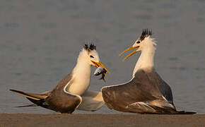 Greater Crested Tern