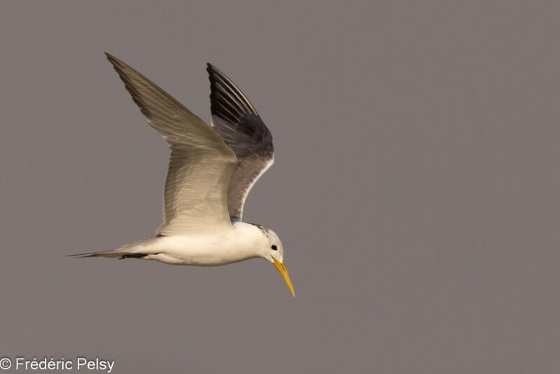 Greater Crested Tern