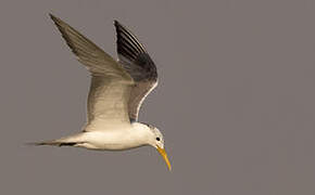 Greater Crested Tern