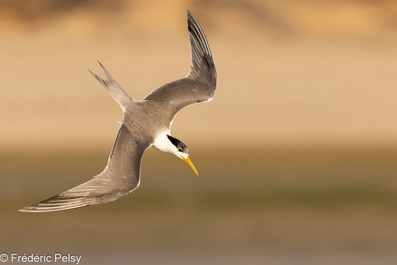 Greater Crested Tern