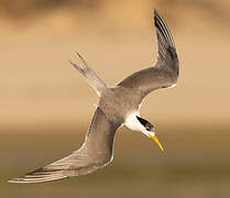 Greater Crested Tern