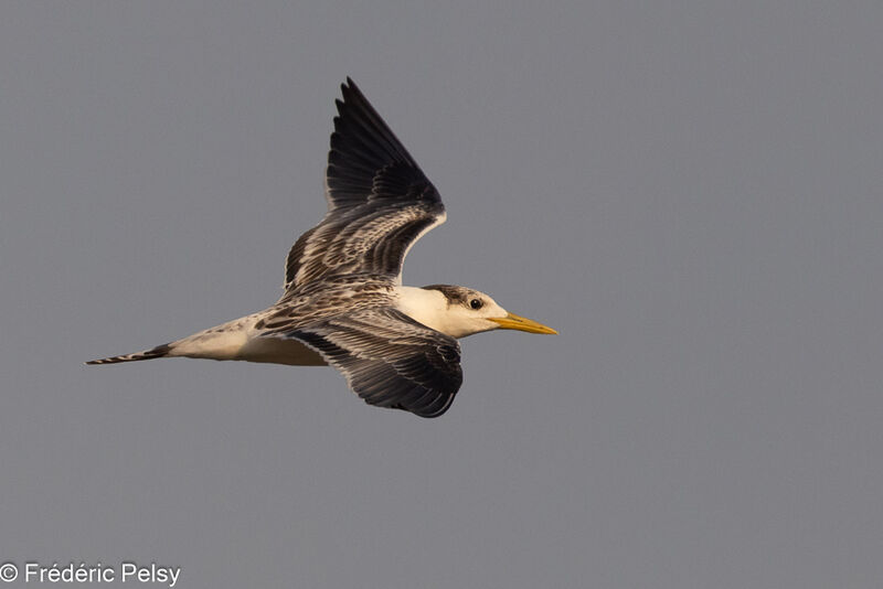 Greater Crested Ternjuvenile, Flight