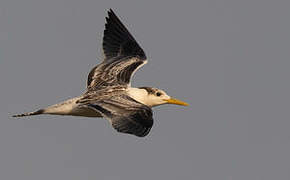 Greater Crested Tern