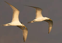 Greater Crested Tern