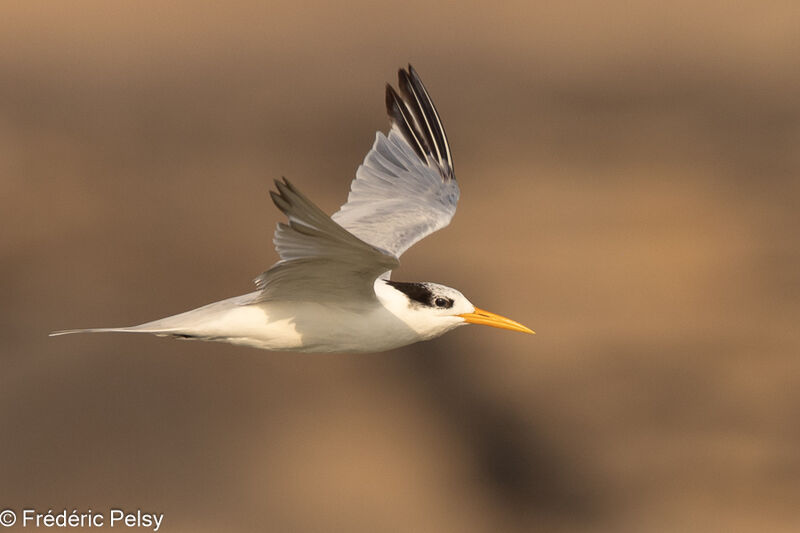 Lesser Crested Tern, Flight