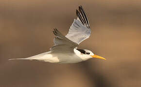 Lesser Crested Tern