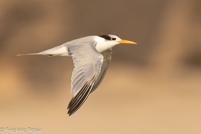 Lesser Crested Tern, Flight