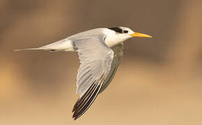 Lesser Crested Tern