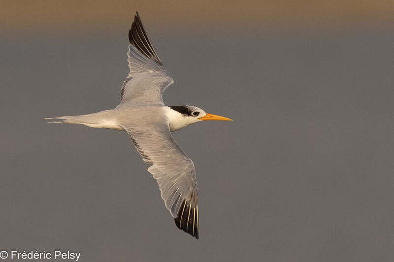 Lesser Crested Tern, Flight