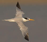 Lesser Crested Tern