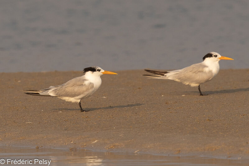 Lesser Crested Tern