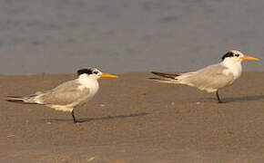 Lesser Crested Tern