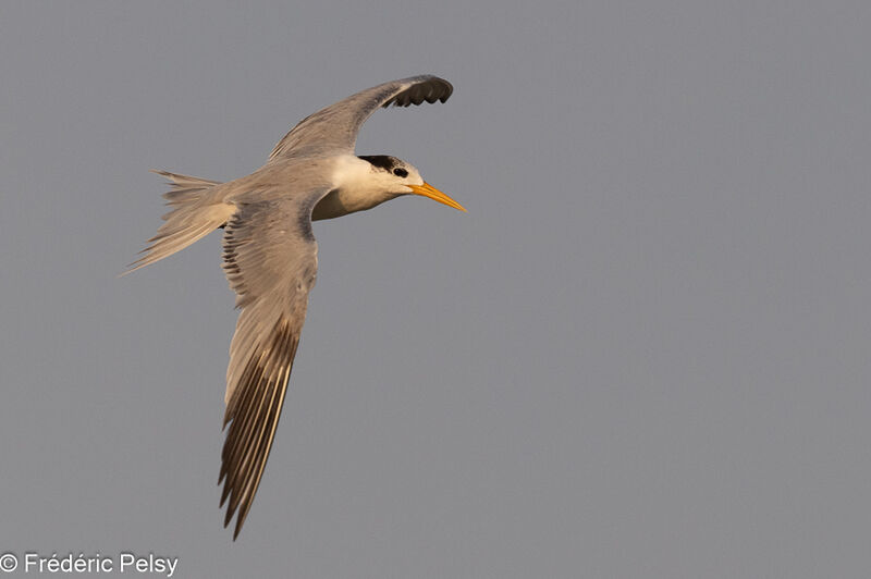 Lesser Crested Tern