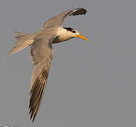 Lesser Crested Tern