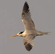 Lesser Crested Tern