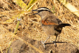 Black-crowned Tchagra