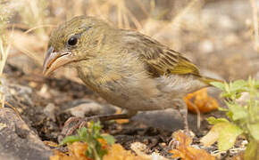 Rüppell's Weaver