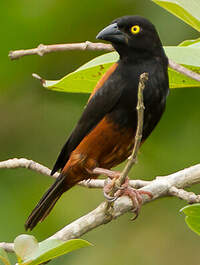 Tisserin noir et marron