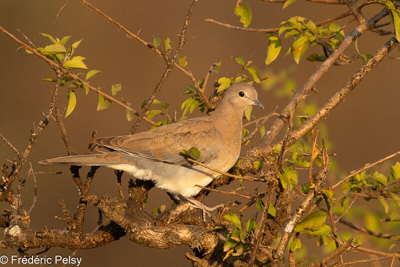 Laughing Dove