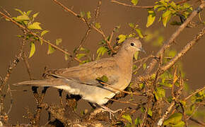 Laughing Dove