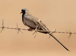 Namaqua Dove