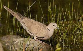 Eurasian Collared Dove