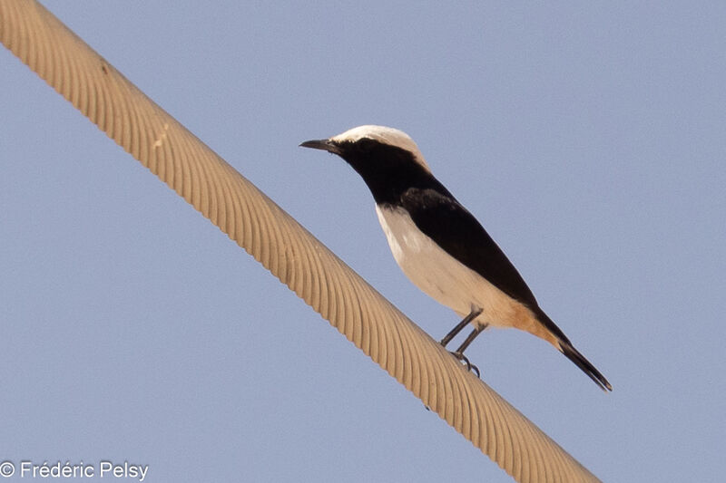 Arabian Wheatear