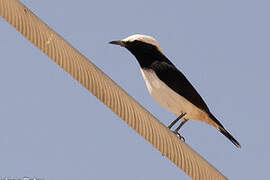 Arabian Wheatear