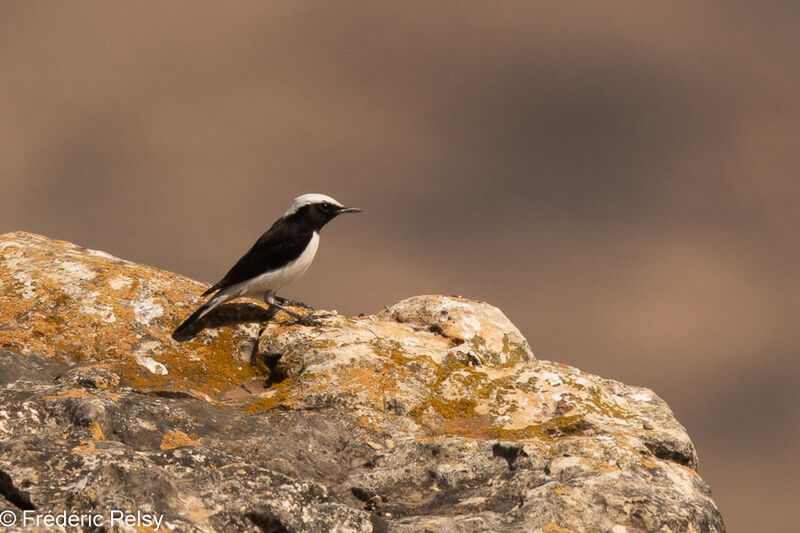 Arabian Wheatear