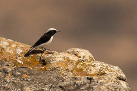 Arabian Wheatear