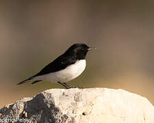 Hume's Wheatear