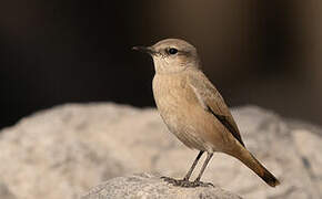 Red-tailed Wheatear