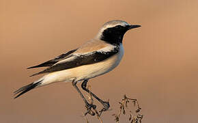 Desert Wheatear