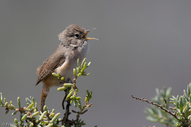 Southern House Wren, song