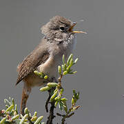 Southern House Wren