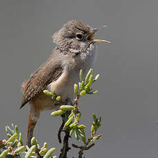 Troglodyte austral