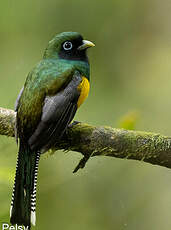 Trogon de Cabanis