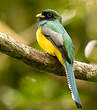 Trogon de Cabanis