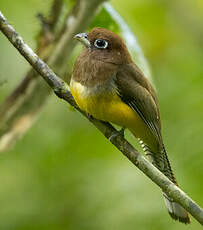 Trogon de Cabanis