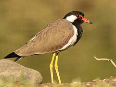 Red-wattled Lapwing