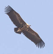 Lappet-faced Vulture