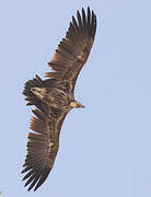 Lappet-faced Vulture