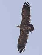 Lappet-faced Vulture